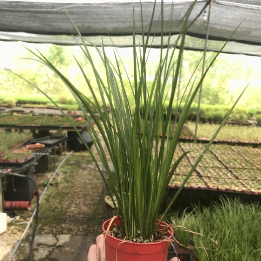 南靖县 菖蒲草胧月黄金姬金钱案头蒲草 草花批发