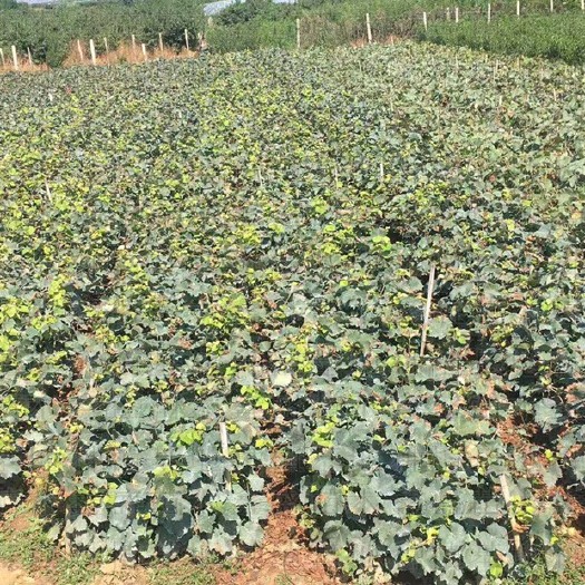 平邑县巨峰葡萄苗 巨峰葡萄树苗，大量出售，保质保量包成活，喜欢的朋友欢迎选购。