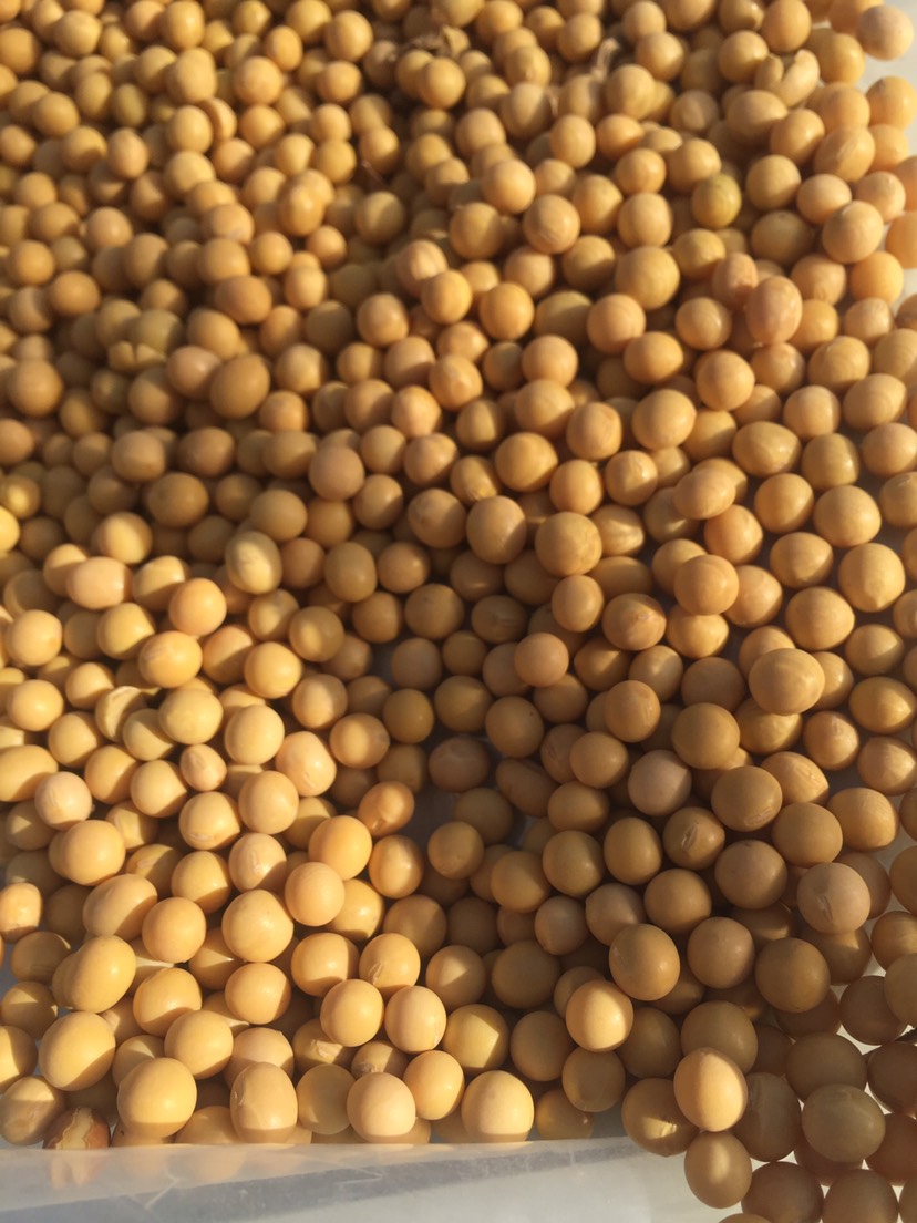 黑龙江大豆 蛋白40以上,水份13以内,豆腐豆
