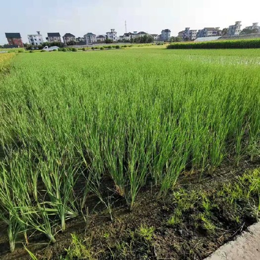 杭州 小香蒲 小香蒲基地 小香蒲价格 水生植物小香蒲 小香蒲批发