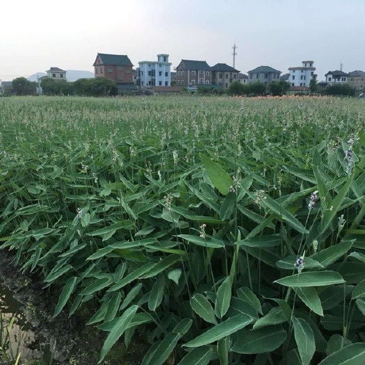 杭州 再力花 再力花供应 再力花价格 再力花基地 水生植物再力花