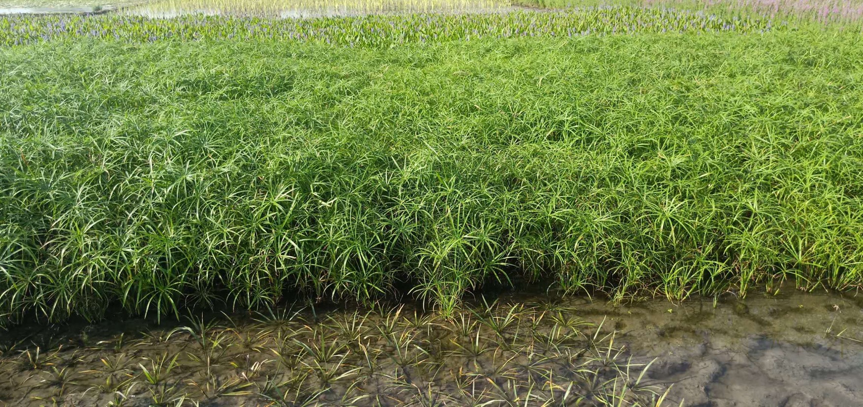  旱伞草 旱伞草基地 旱伞草价格 水生植物旱伞草 旱伞草批发