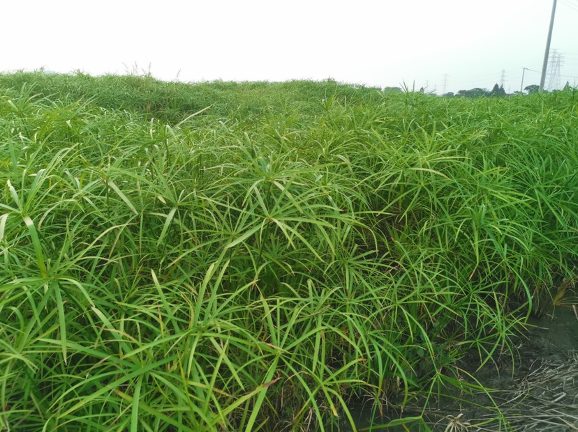  旱伞草 旱伞草基地 旱伞草价格 水生植物旱伞草 旱伞草批发