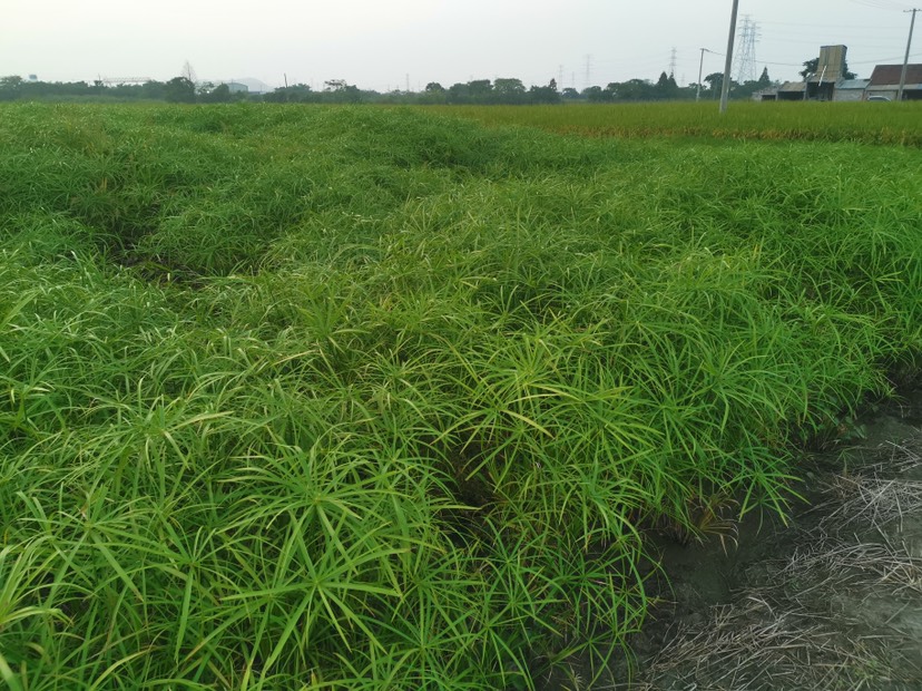  旱伞草 旱伞草基地 旱伞草价格 水生植物旱伞草 旱伞草批发