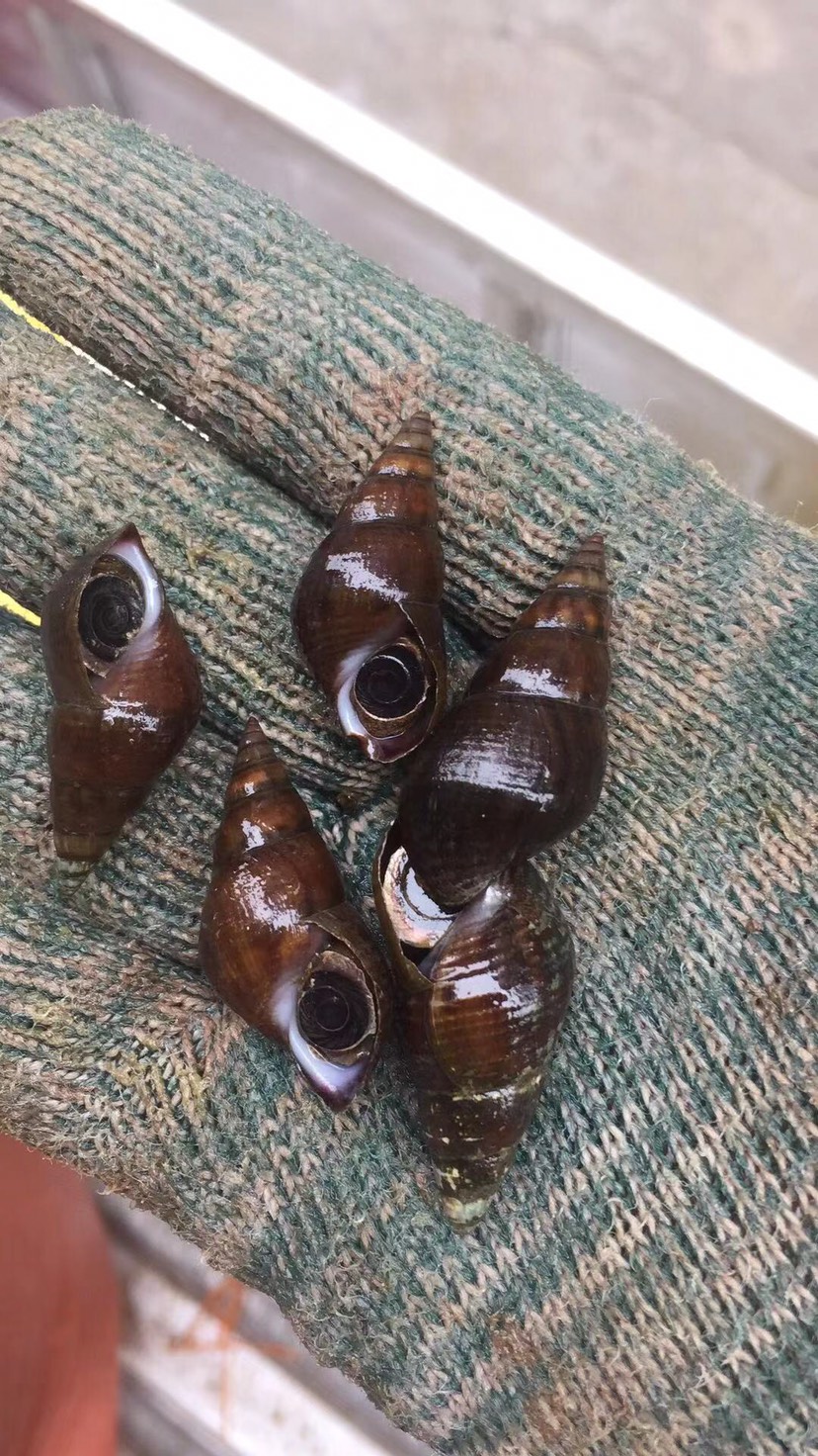 北方淡水螺品种图片
