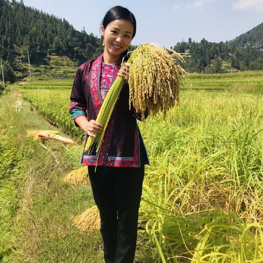 三江县 三江高山糯米限量发售