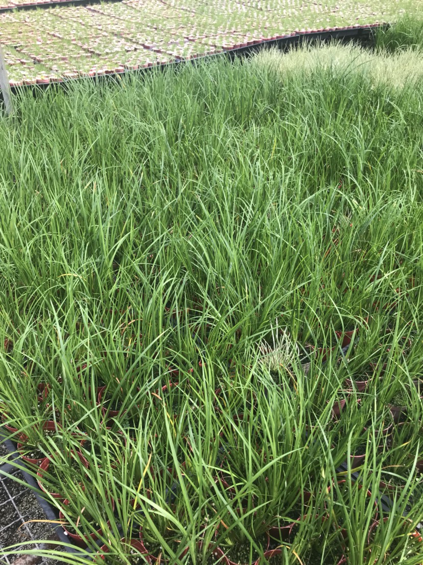  菖蒲草胧月黄金姬金钱案头蒲草 草花批发
