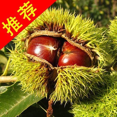 平邑县 嫁接大红袍板栗苗，1-1.5 适宜南北方种植，假一赔十