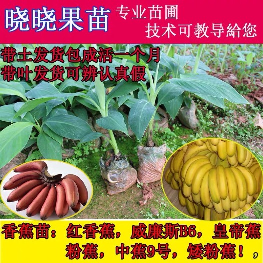 灵山县 香蕉苗红香蕉粉蕉皇帝蕉威廉斯B6中焦9号带土发货包邮