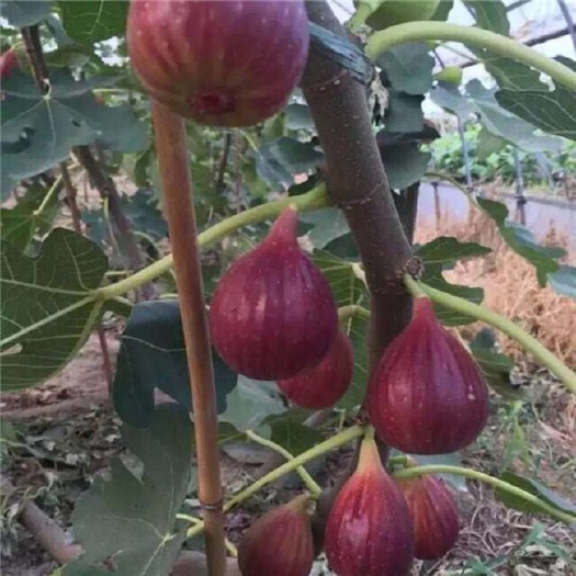 平邑县 布兰瑞克无花果树苗，大量出售，喜欢的老板欢迎订购。