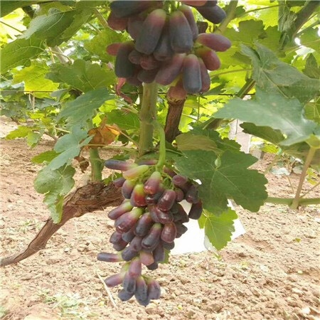 平邑县美人指葡萄苗 美人指葡萄树苗，1～5年苗龄，适合南北方种植，死苗补发！