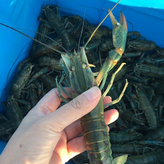 广州 小龙虾新贵—-澳洲淡水龙虾