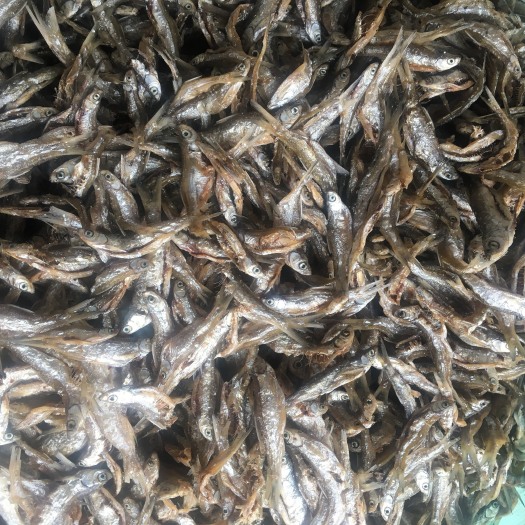 天峨县干炸小公鱼 新鲜出炉的油炸开肚白肖鱼