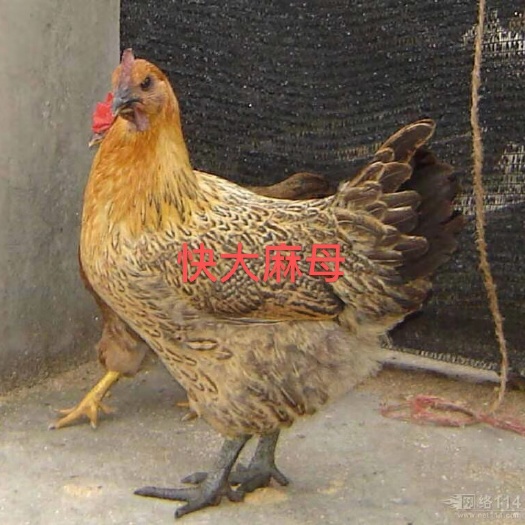 广州快大麻鸡  成鸡重6斤左右，长势快