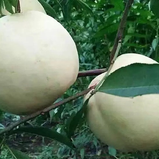 平邑县 白如玉桃树苗，1-3年苗，基地直供，现买现挖，量大从优