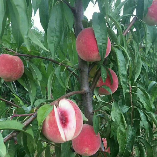 莱西市蜜桃 