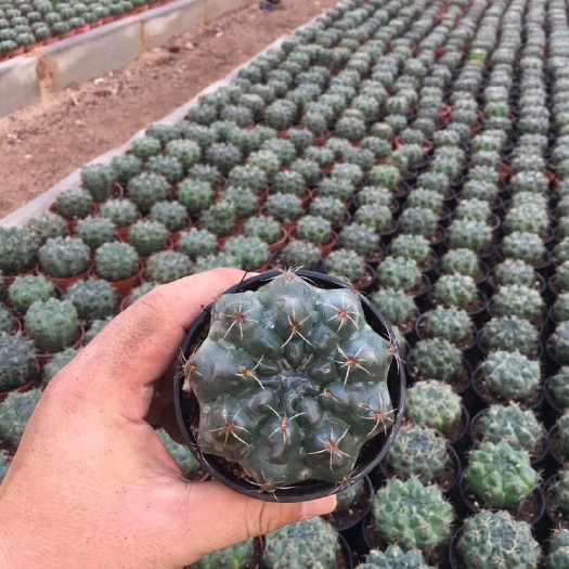 漳州 菲花玉 多肉植物批发