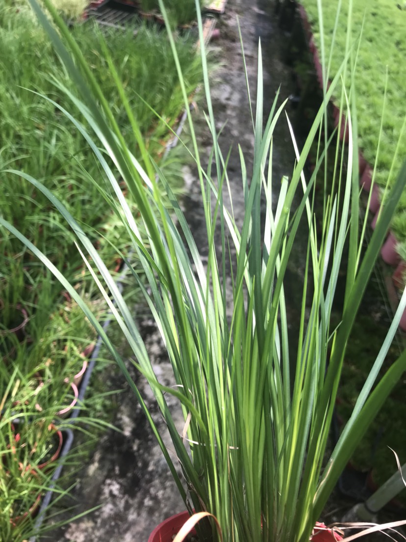  菖蒲草胧月黄金姬金钱案头蒲草 草花批发