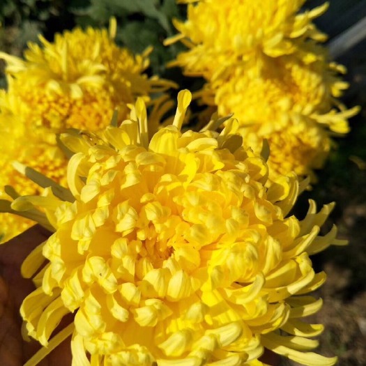 歙县 金丝皇菊，银丝皇菊，白药菊，黄球菊，基地多个品种，药材