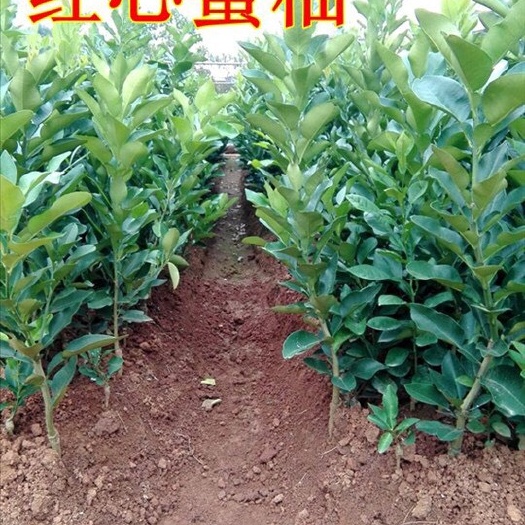 红肉蜜柚苗  （基地直供）品种纯正，根系超好的红心蜜柚苗