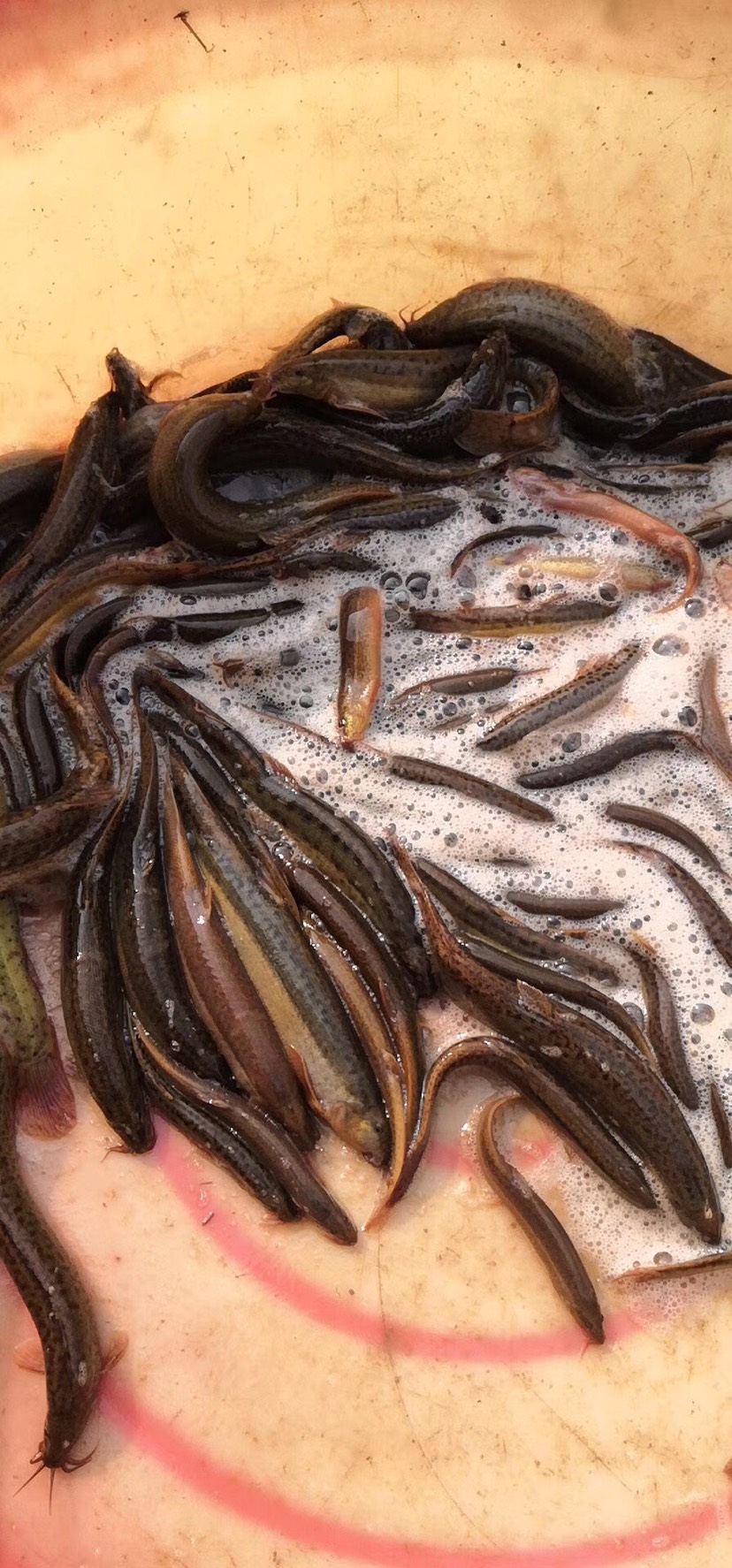 台湾泥鳅