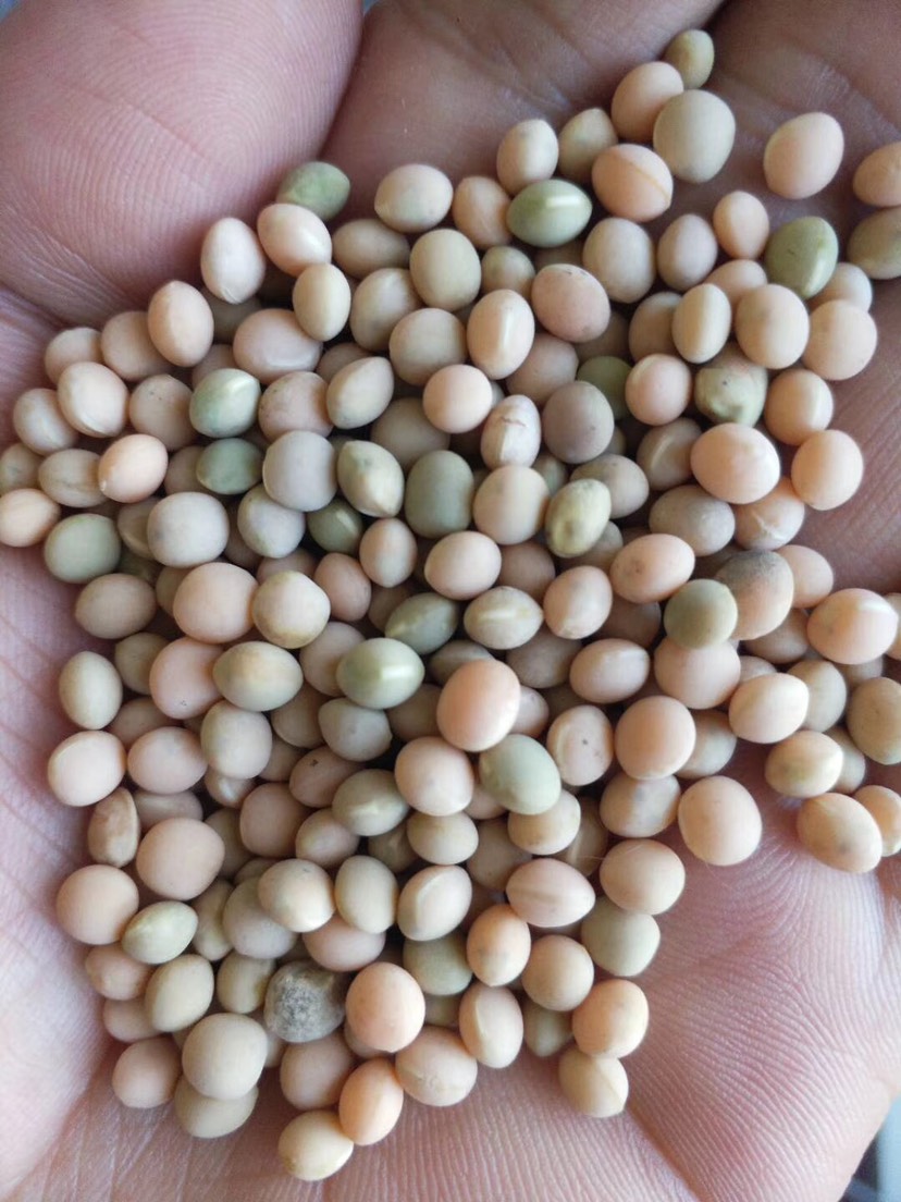 [干豌豆批发]箭舌豆 鸽子食比赛专用粮价格5元/公斤 - 惠农网