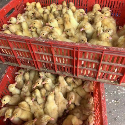 南宁桂柳鸭苗 桂柳