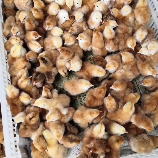 南宁快大黄鸡苗 母