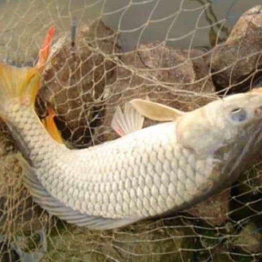 重庆市池塘草鱼 草魚