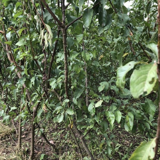 简阳市蜂糖李树苗 蜂糖李苗
