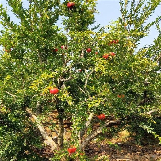平邑县 泰山红石榴树苗，基地直销，适应能力强，适合南北方种植。