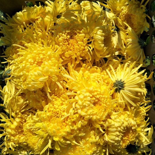 歙县 黄山高山金丝皇菊