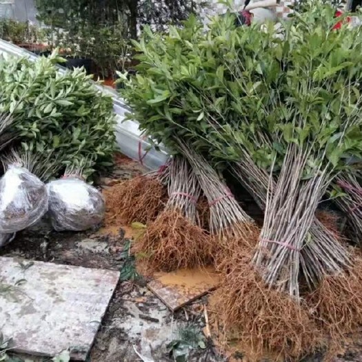 咸宁 地栽丹桂彩叶桂四季桂花树苗庭院浓香花卉常青植物盆景