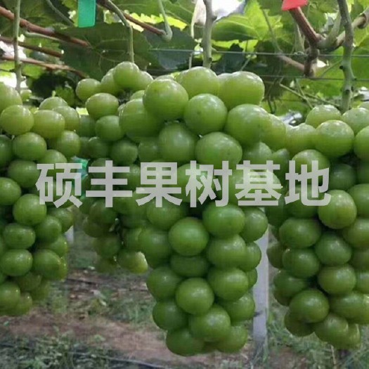 平邑县 晴王、红富士，夏黑、巨峰、藤稔葡萄苗，假一赔十，可基地考察