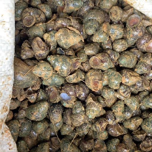 肇庆石螺  薄壳，保证新鲜，货源充足！