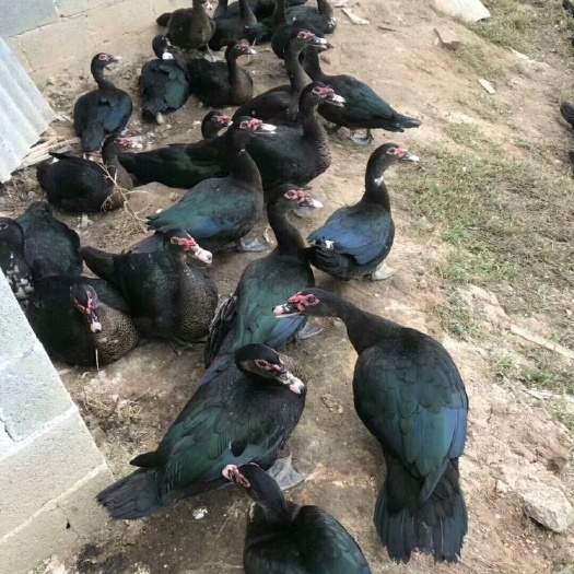 黑洋鸭苗黑番鸭苗瘤头鸭苗肉鸭苗生长迅速肉质好