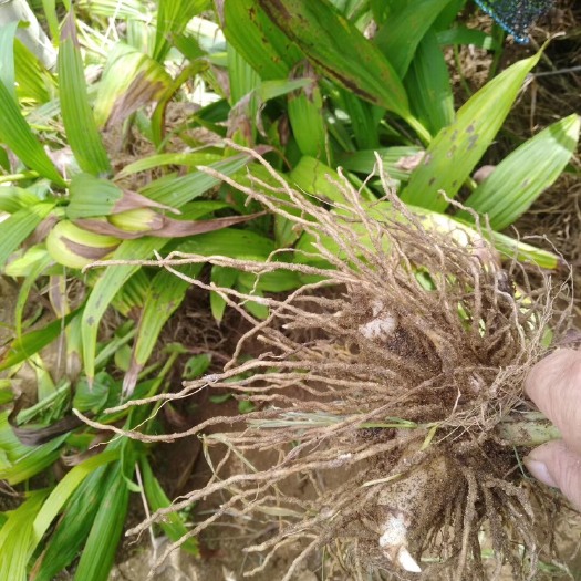 崇阳县紫花白芨苗  可回收花白芨大苗