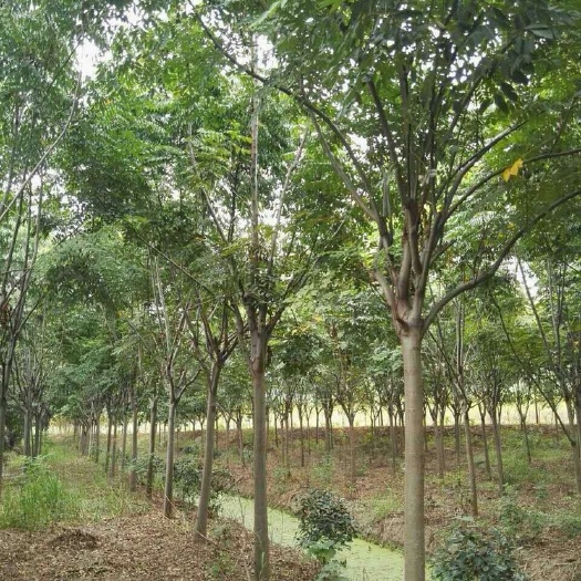 黄山栾树  规格齐全，树形优美，苗圃移植货，土质好成活率高，适合长途运输