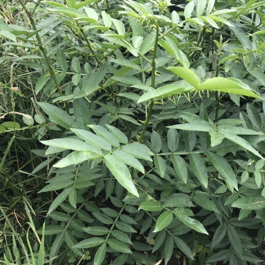 永善县青花椒苗 高产一号移植苗