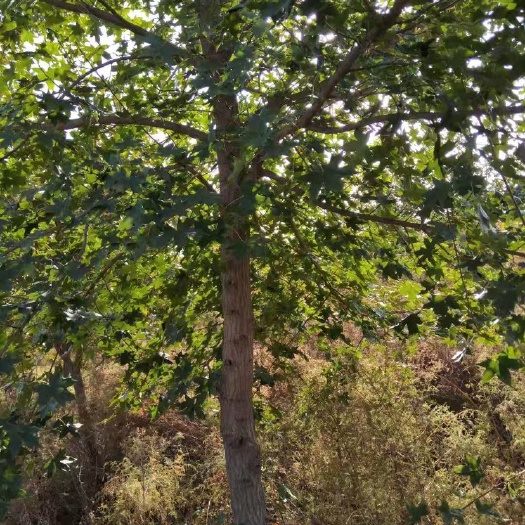 沈阳细叶鸡爪槭 个人种植