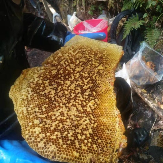 寻甸县 悬崖上的大排蜂蜜