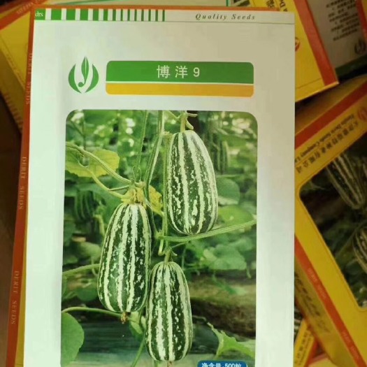 昌乐县 博洋系列9甜瓜种子