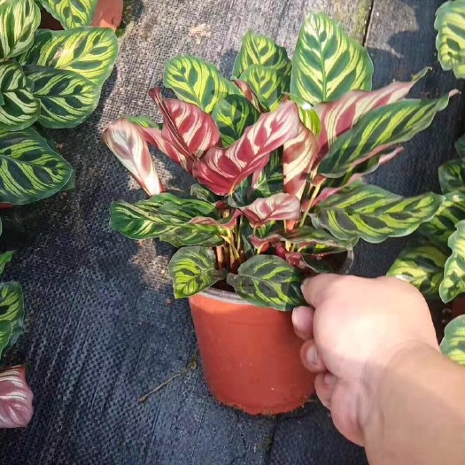 漳平市孔雀木