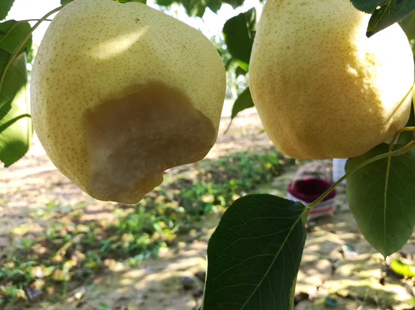  禮泉酥梨