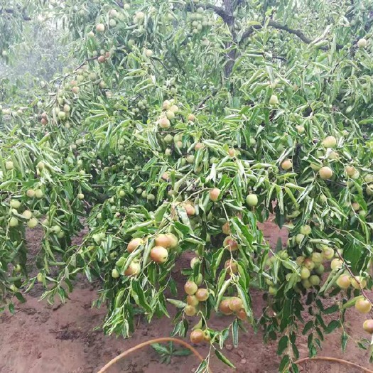 诸城市苹果枣苗 冬枣苗200棵，结果好