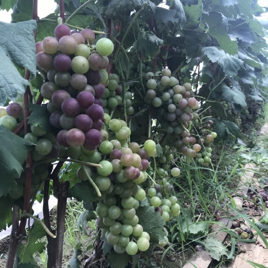 泰安乒乓葡萄苗 供应2cm的葡萄树，葡萄树嫁接苗，基地