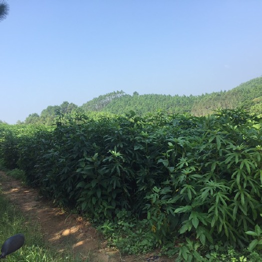 灵山县 五指毛桃苗，一年产值可达七至八千元一亩