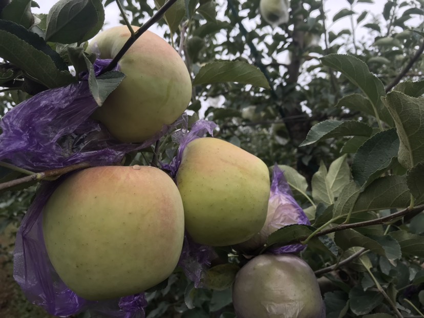 苹果树苗 供应水蜜桃苹果苗1厘米嫁接苗基地