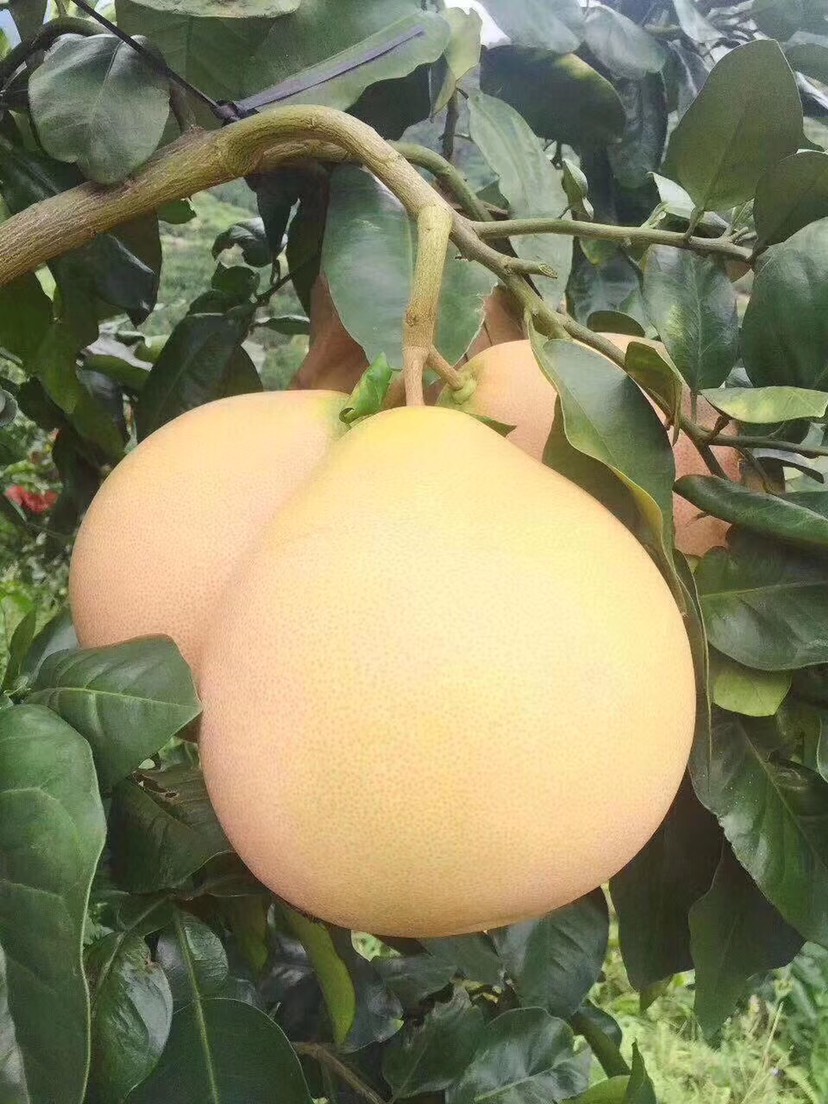 ƽغ  ƽͬgϪֹӦ̣г