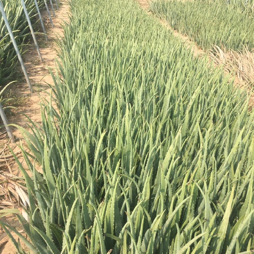 周口库拉索芦荟 20cm以上
